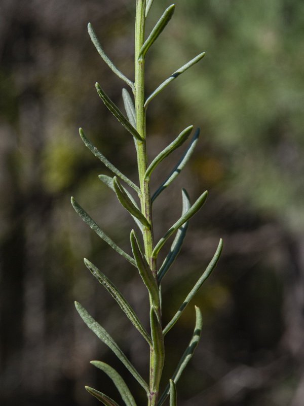 Senecio malacitanus.04