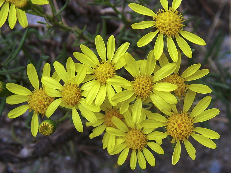 Senecio malacitanus.11