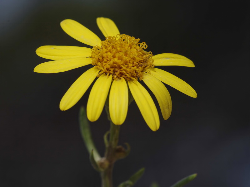 Senecio malacitanus.17