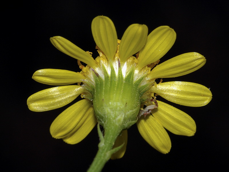 Senecio malacitanus.19