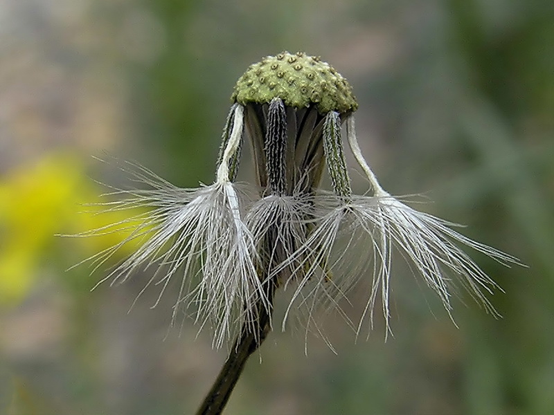 Senecio malacitanus.23