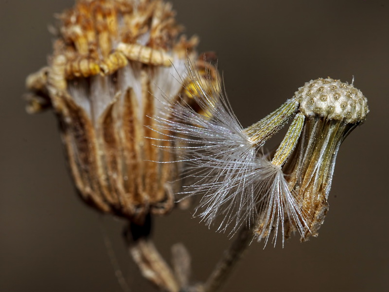 Senecio malacitanus.26