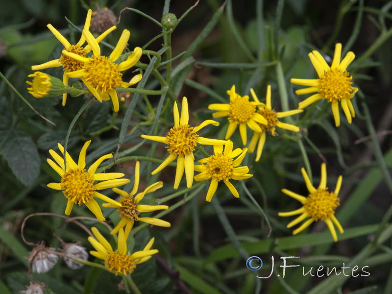 Senecio malacitanus.32