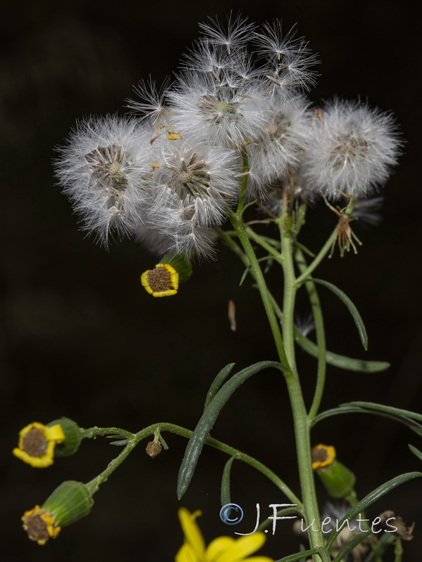 Senecio malacitanus.42