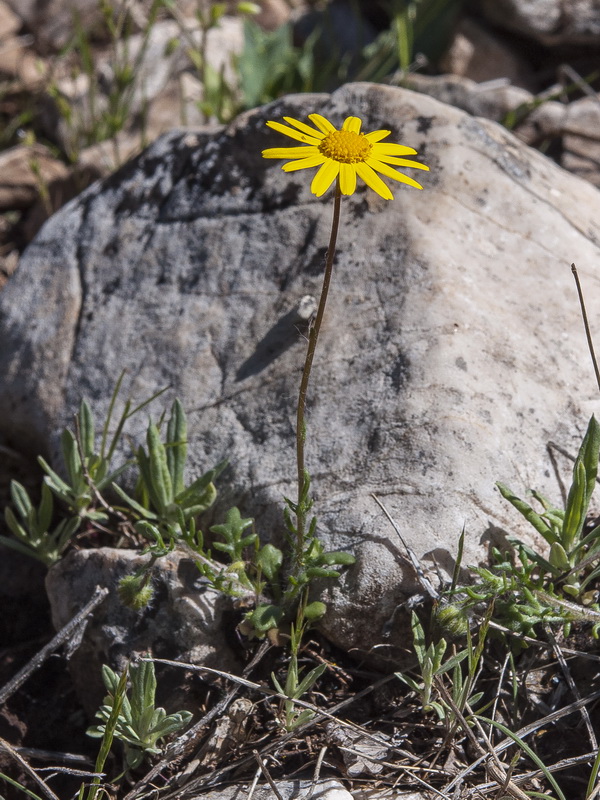 Senecio minutus.01