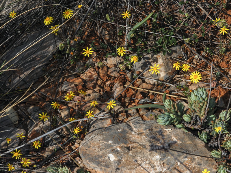 Senecio minutus.02