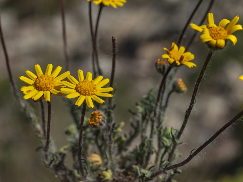 Senecio minutus.06