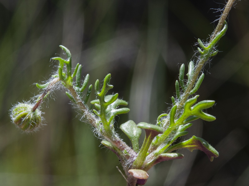 Senecio minutus.07