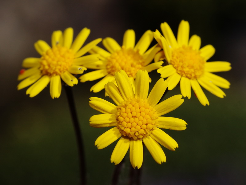 Senecio minutus.12