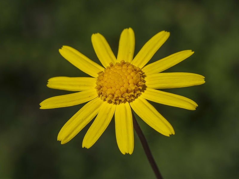 Senecio minutus.13