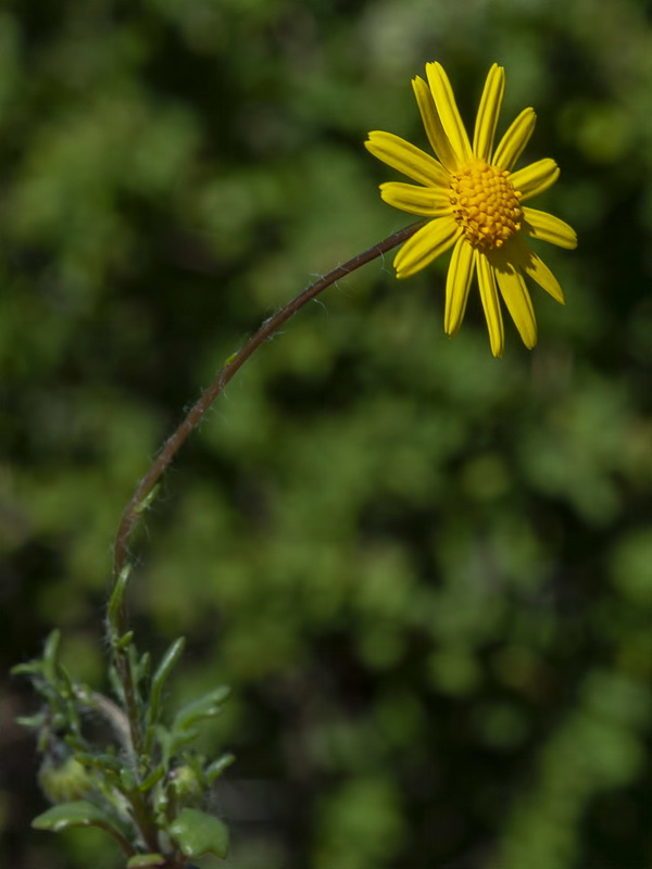 Senecio minutus.14