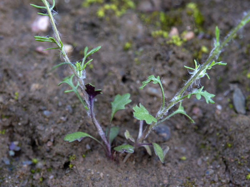 Senecio minutus.19
