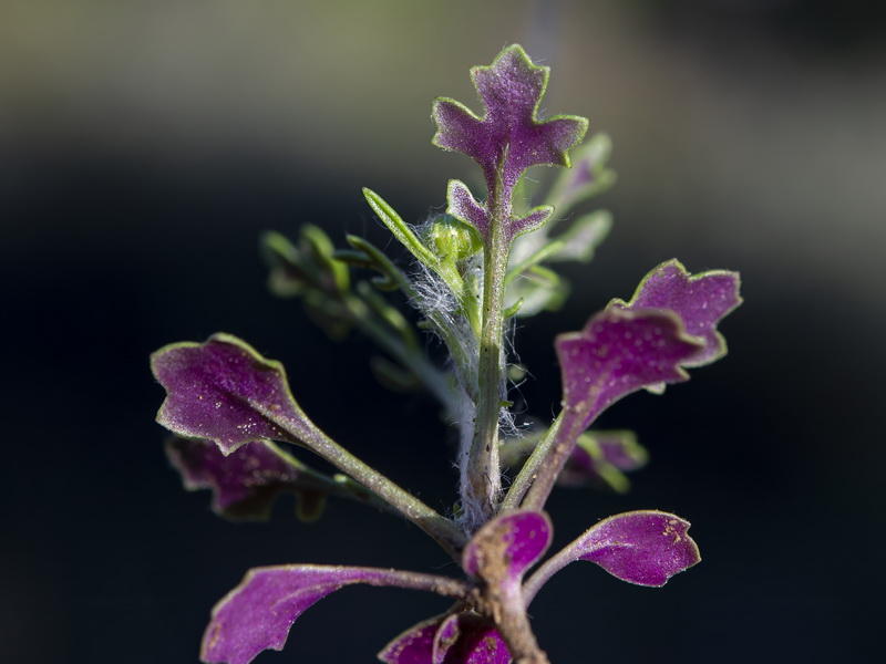 Senecio minutus.20