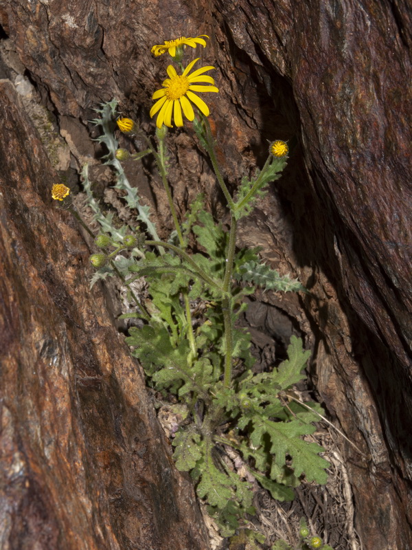 Senecio nebrodensis.03