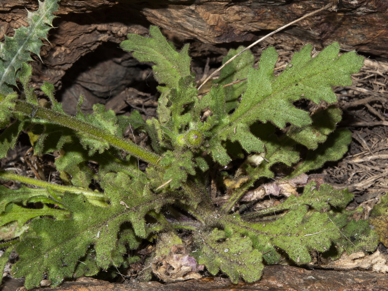 Senecio nebrodensis.05