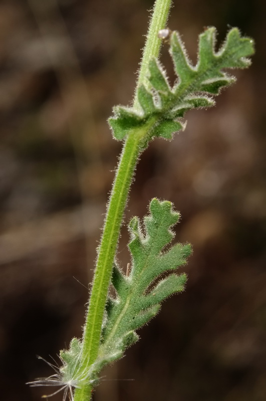 Senecio nebrodensis.06