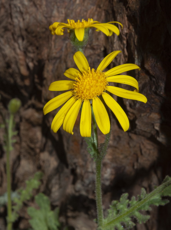 Senecio nebrodensis.08