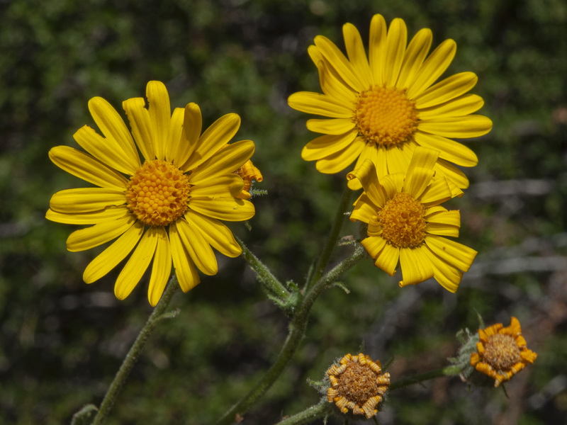 Senecio nebrodensis.10