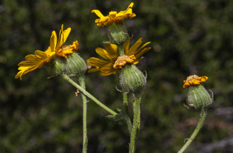 Senecio nebrodensis.13