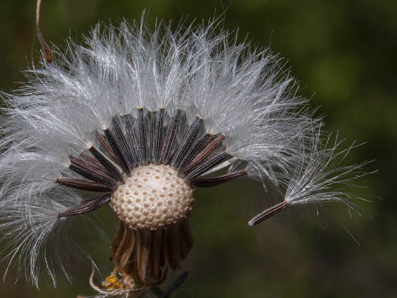 Senecio nebrodensis.15
