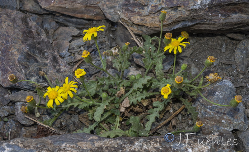 Senecio nebrodensis.16