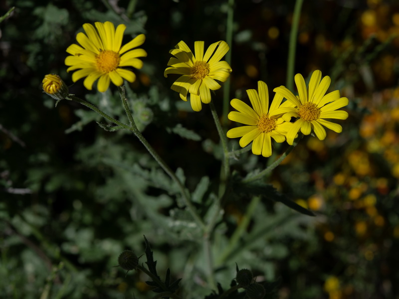 Senecio nebrodensis.10
