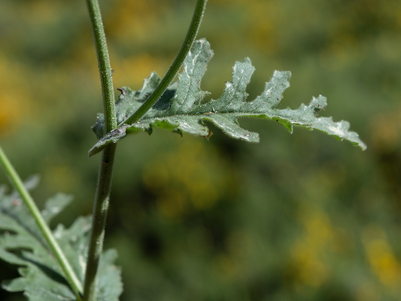 Senecio nebrodensis.06