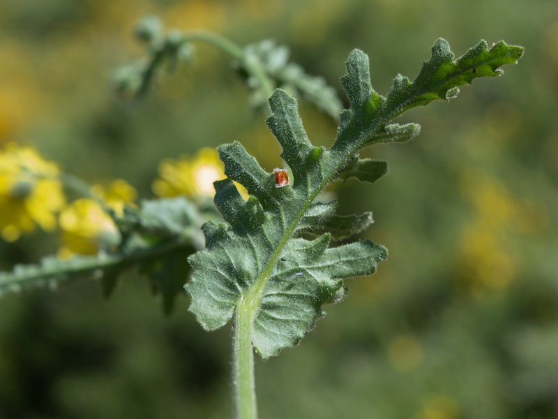Senecio nebrodensis.22