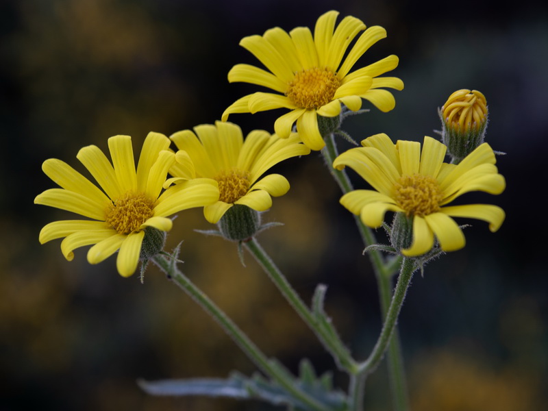 Senecio nebrodensis.23