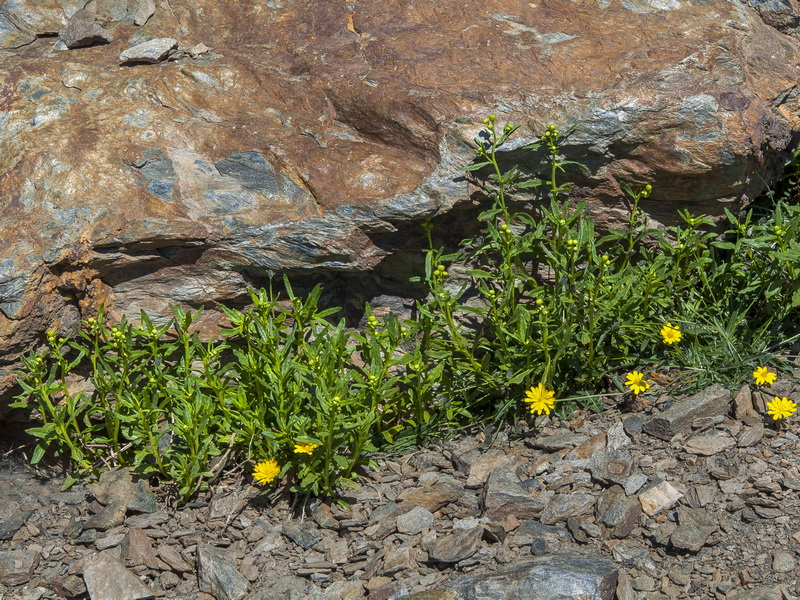 Senecio nevadensis.01