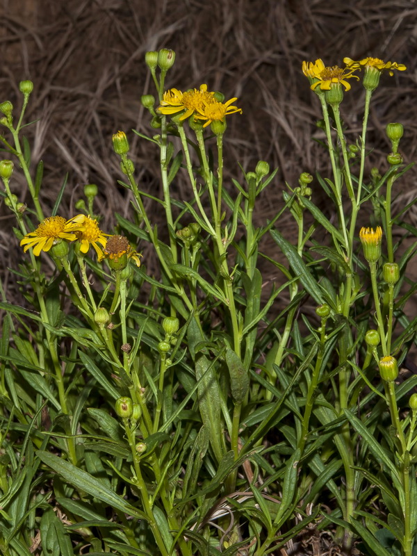 Senecio nevadensis.09