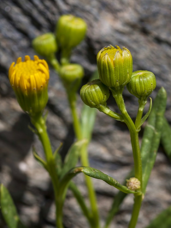 Senecio nevadensis.10