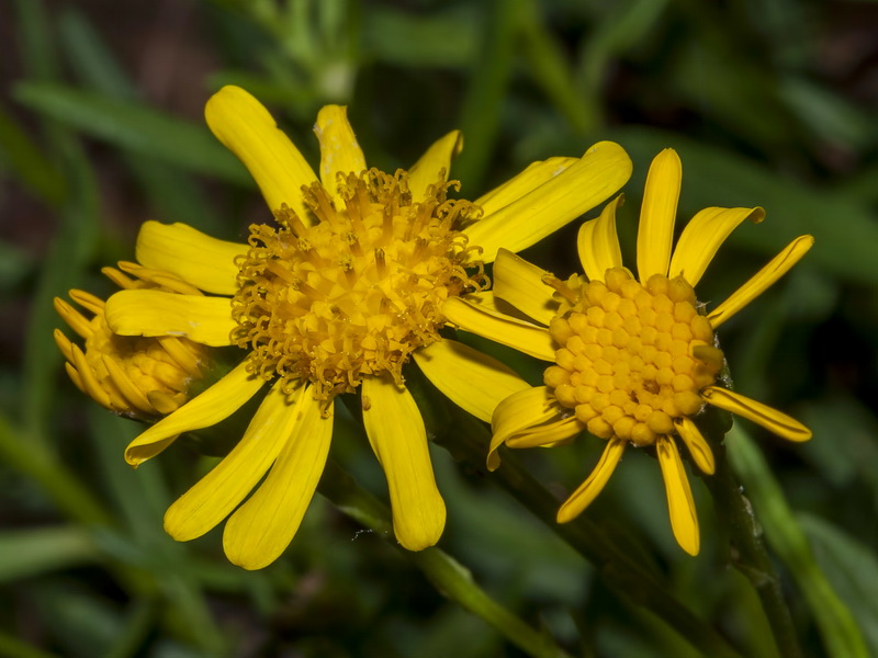 Senecio nevadensis.12