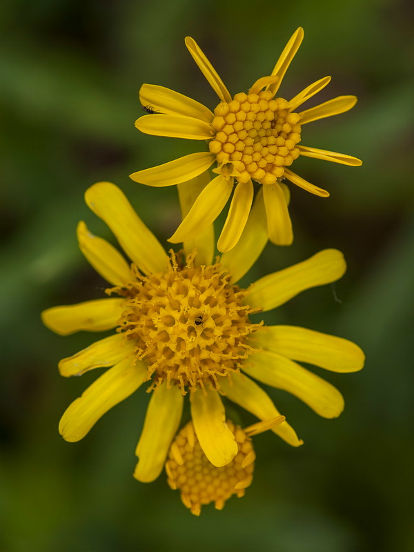 Senecio nevadensis.13