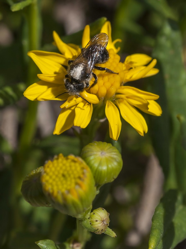 Senecio nevadensis.18