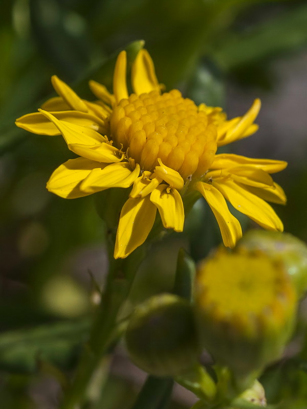 Senecio nevadensis.19