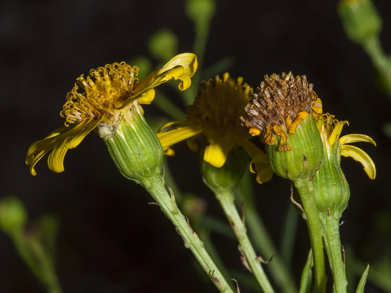 Senecio nevadensis.21