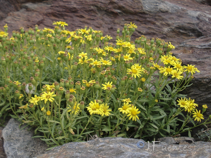 Senecio nevadensis.24