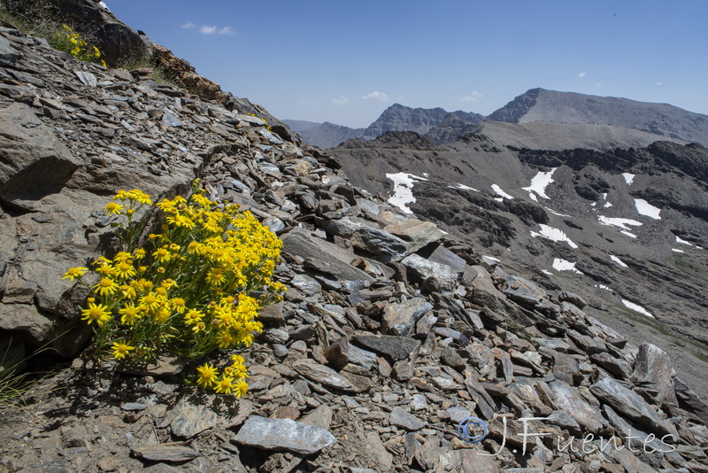 Senecio nevadensis.30