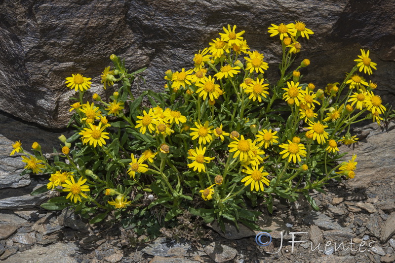 Senecio nevadensis.22