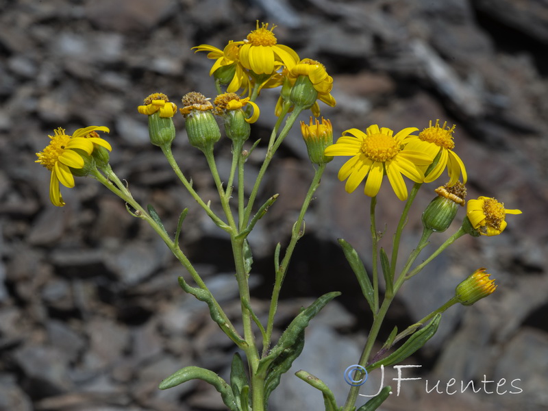 Senecio nevadensis.36