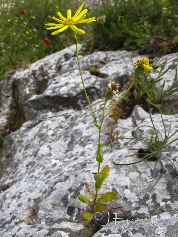 Senecio petraeus.01