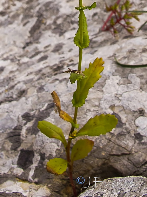 Senecio petraeus.02