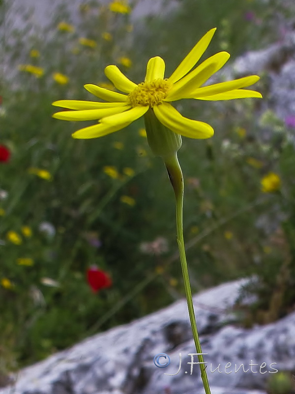 Senecio petraeus.03