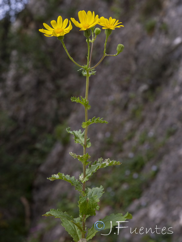 Senecio petraeus.07