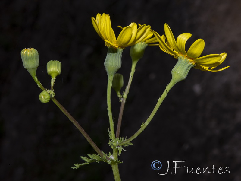 Senecio petraeus.08