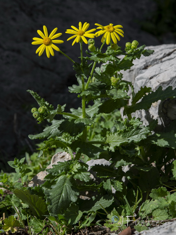 Senecio petraeus.11
