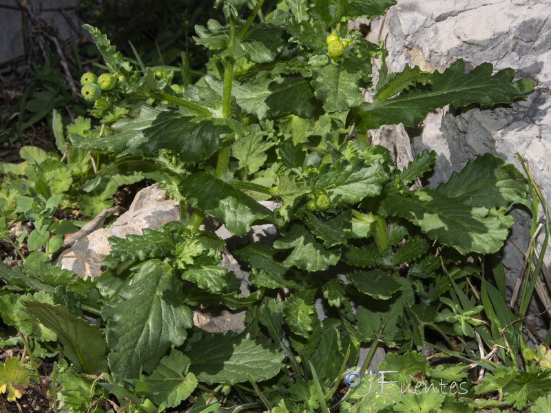 Senecio petraeus.01