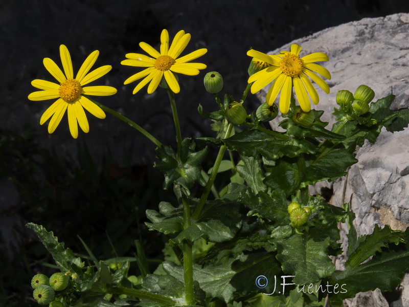 Senecio petraeus.03