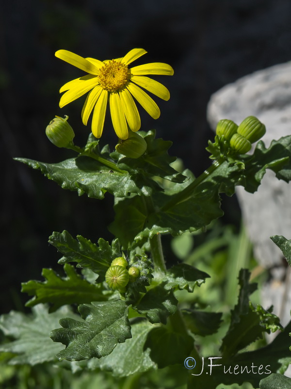 Senecio petraeus.14